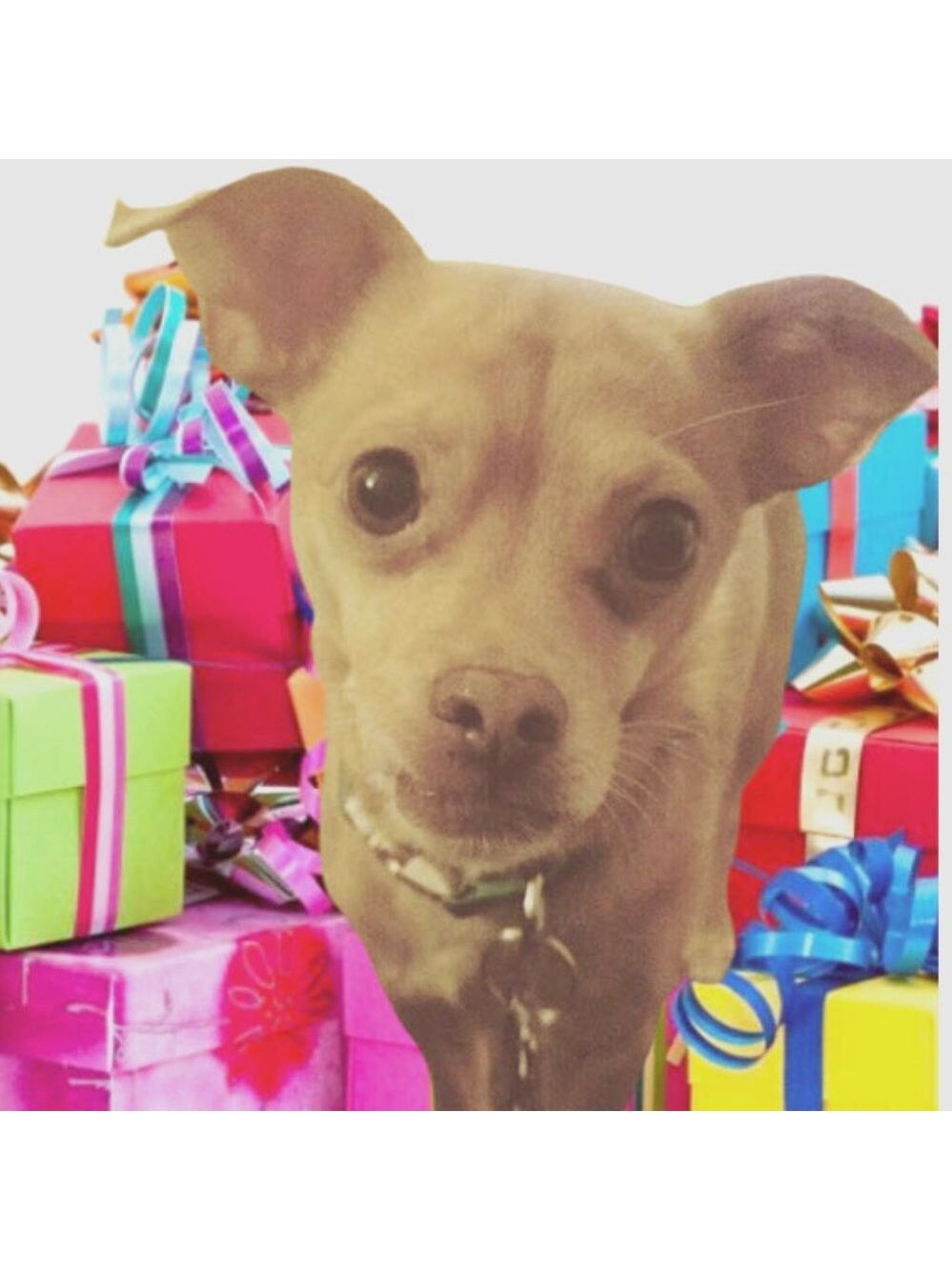 Awesome Dog Mystery box